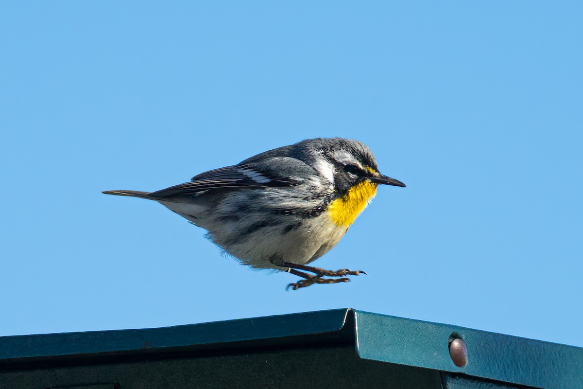 Yellow-throated Warbler - Ann Chavtur