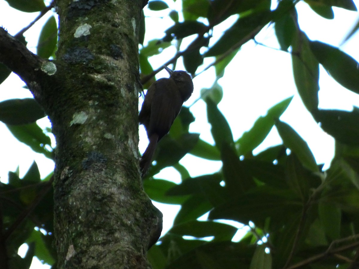Plain-winged Woodcreeper - ML611660334