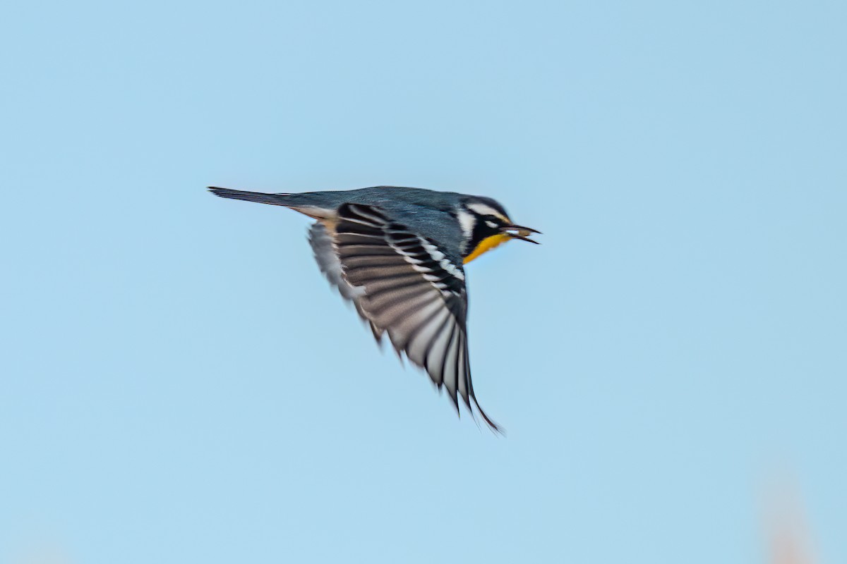 Yellow-throated Warbler - Ann Chavtur