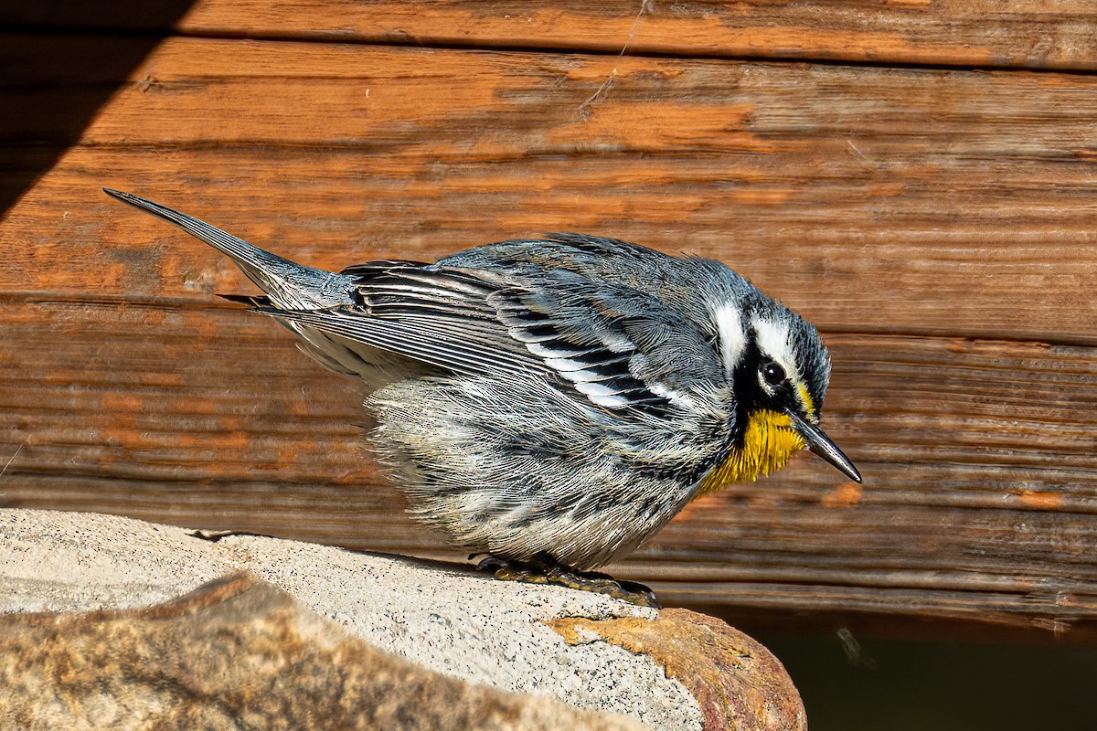 Yellow-throated Warbler - ML611660347