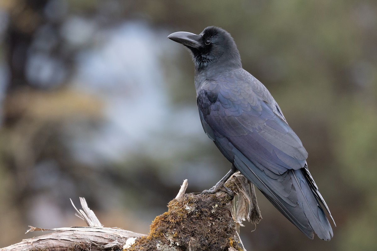 Large-billed Crow - ML611660373