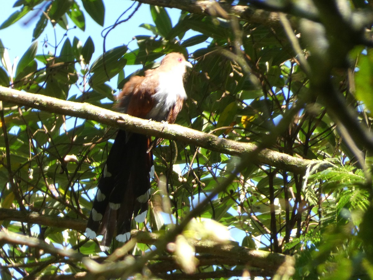 Squirrel Cuckoo - ML611660417