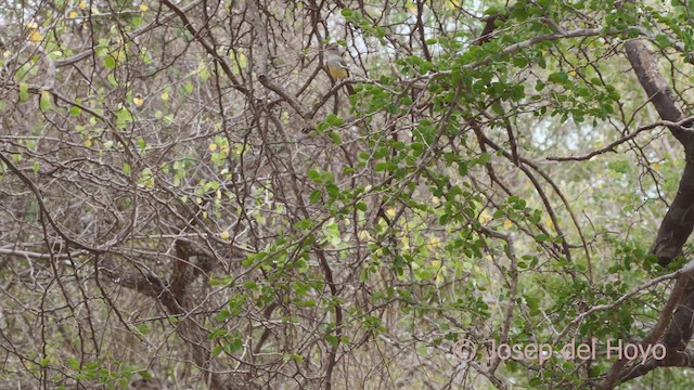 Northern Scrub-Flycatcher - ML611660490