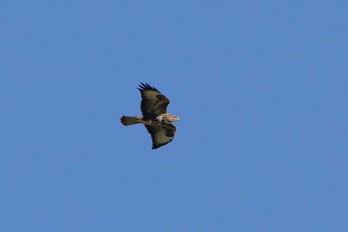 Common Buzzard - ML611660559