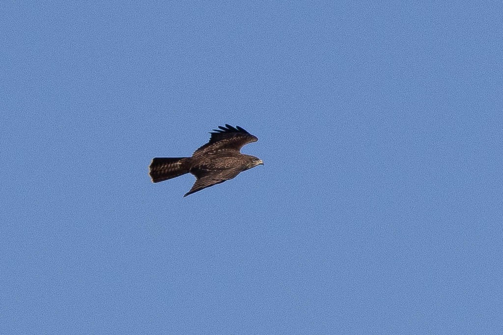 Common Buzzard - ML611660563