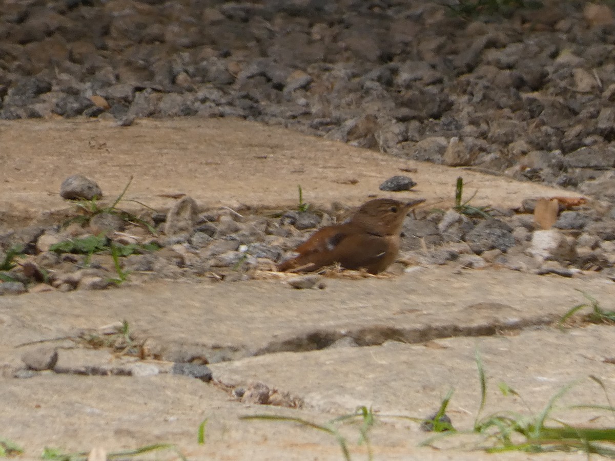 House Wren - ML611660572