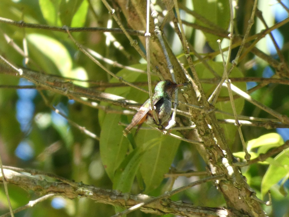 Frilled Coquette - ML611660652