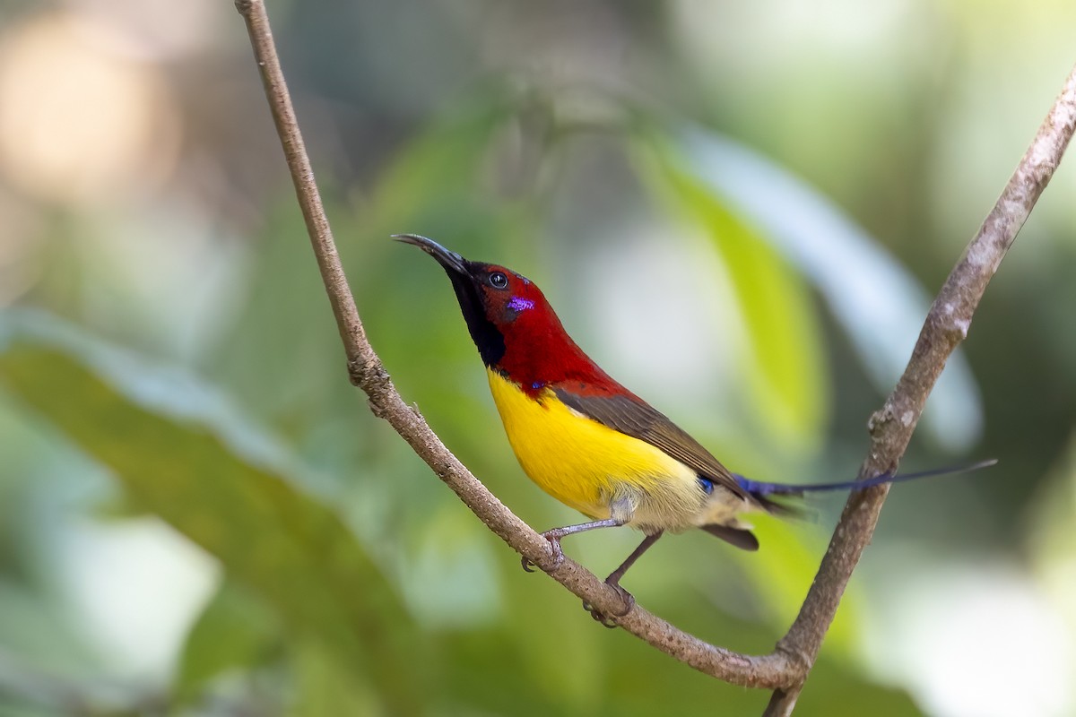 Mrs. Gould's Sunbird (Yellow-breasted) - ML611660670