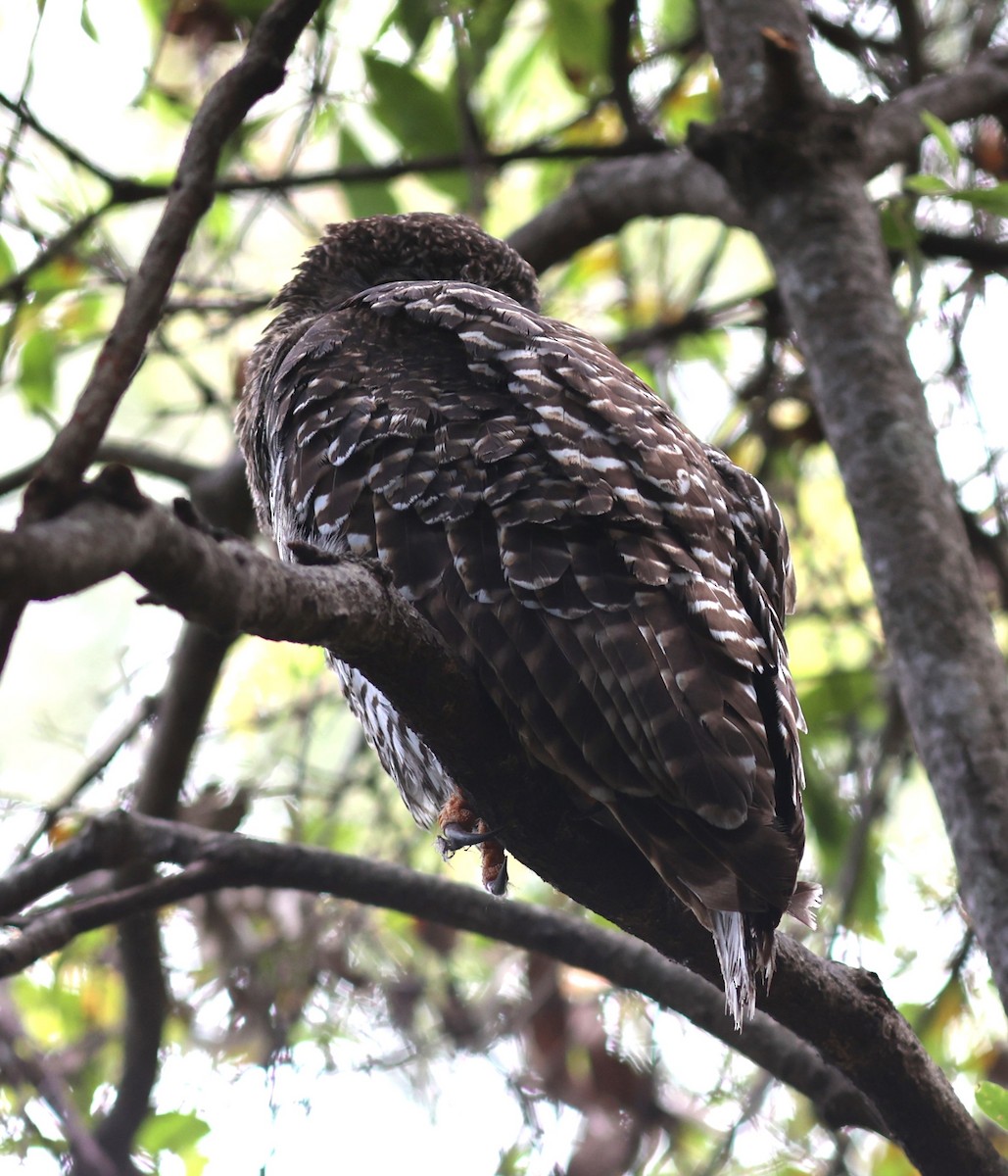 Powerful Owl - ML611660680