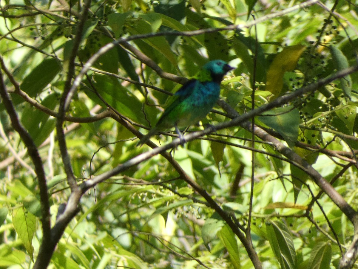 Green-headed Tanager - ML611660683