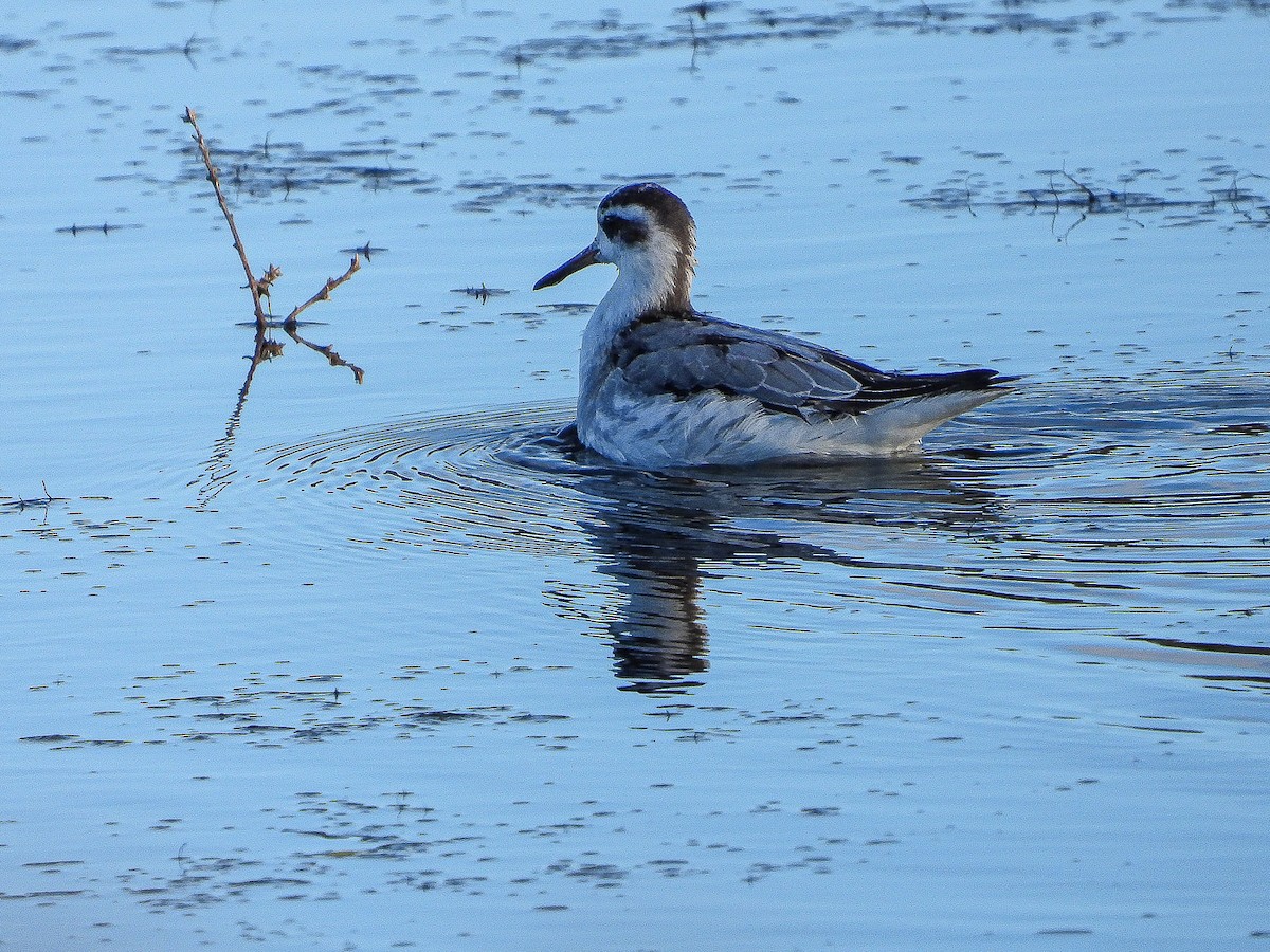 Phalarope à bec large - ML611660781