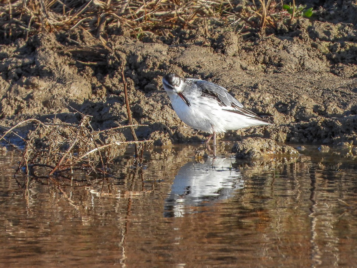 Phalarope à bec large - ML611660782