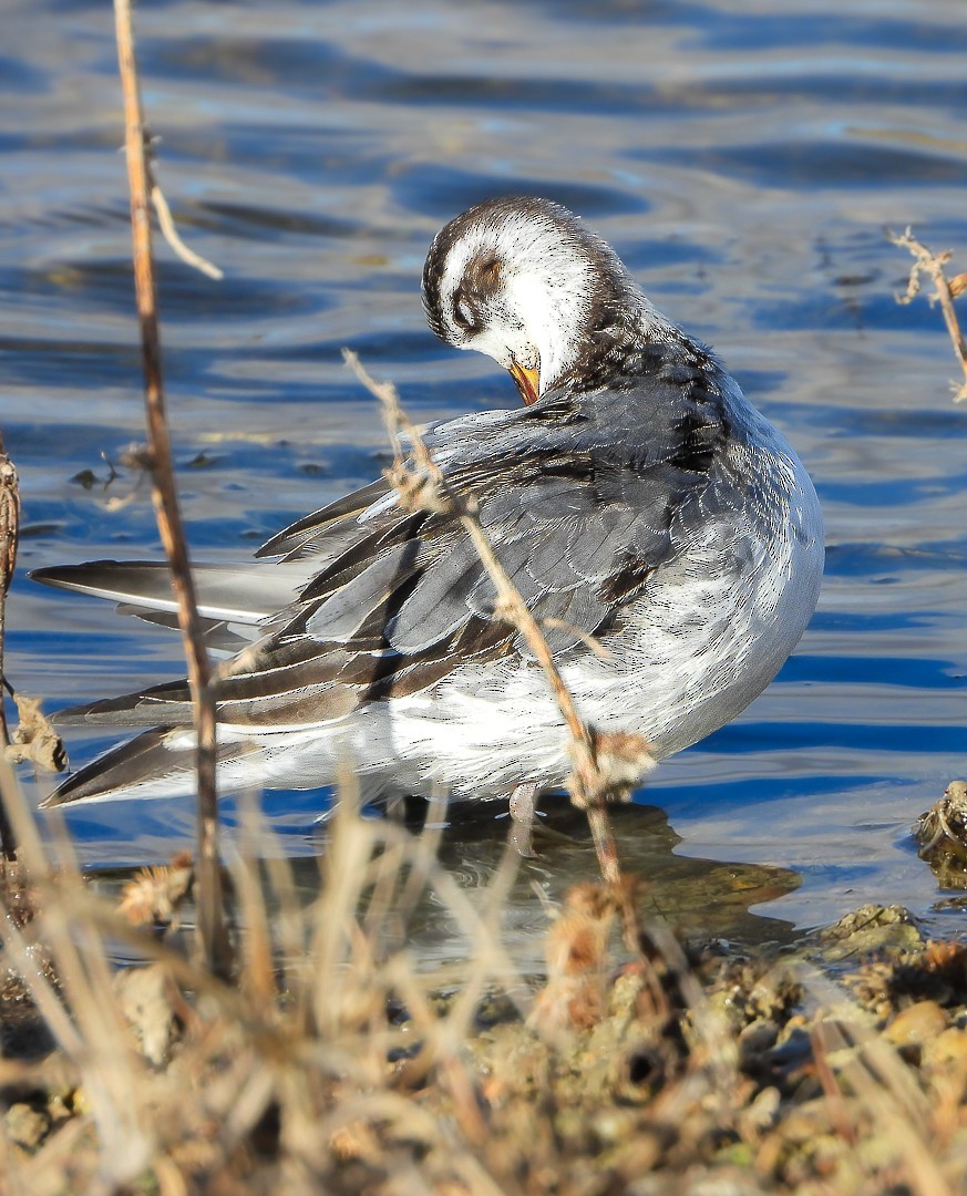 Phalarope à bec large - ML611660783