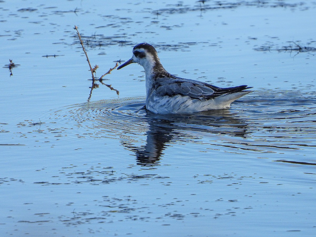 Phalarope à bec large - ML611660784