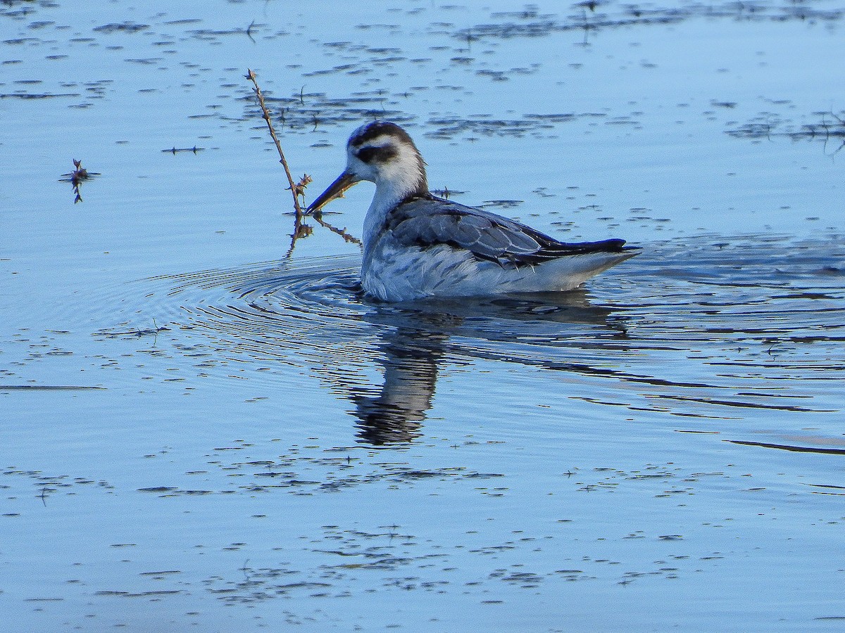 Red Phalarope - ML611660785