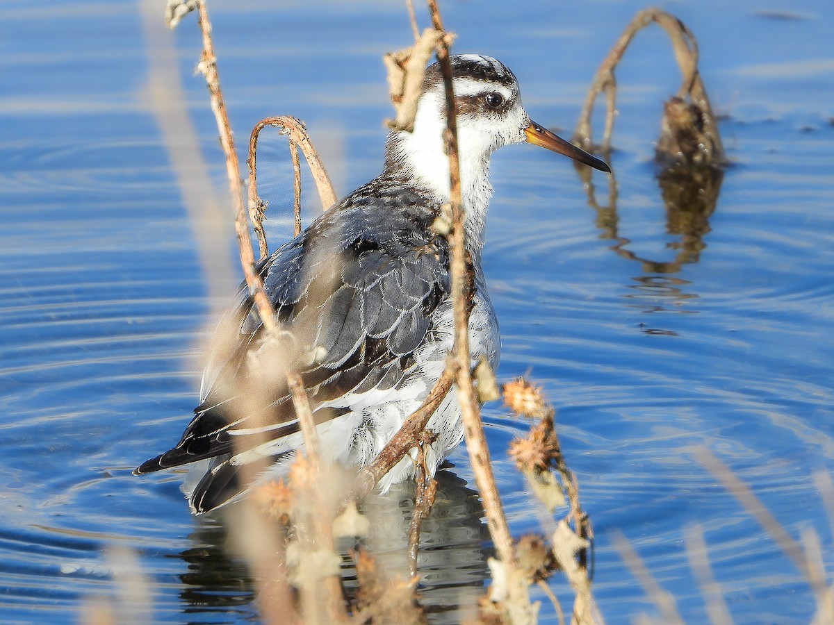 Red Phalarope - ML611660786