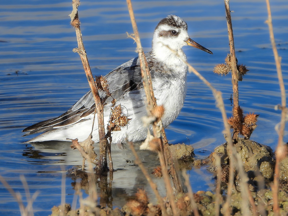 Red Phalarope - ML611660788