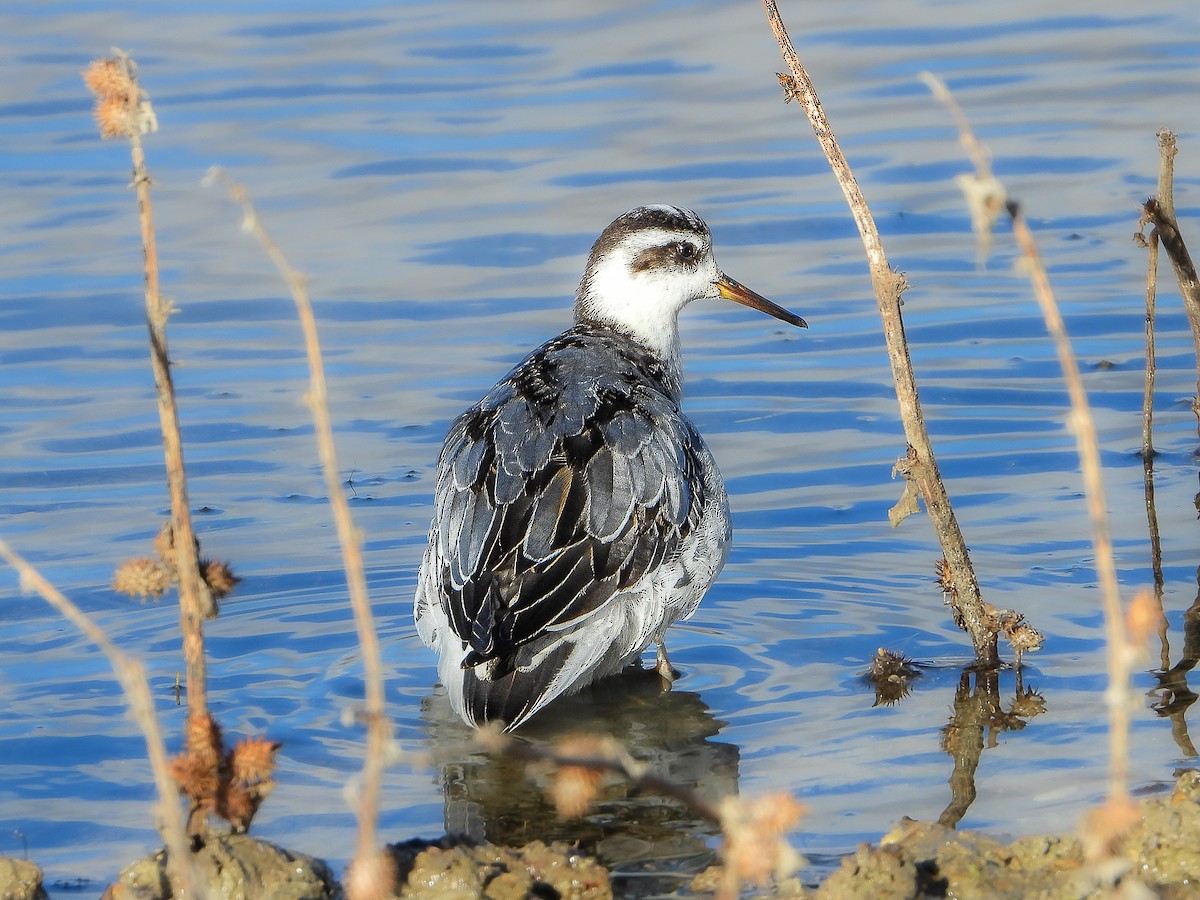 Phalarope à bec large - ML611660792