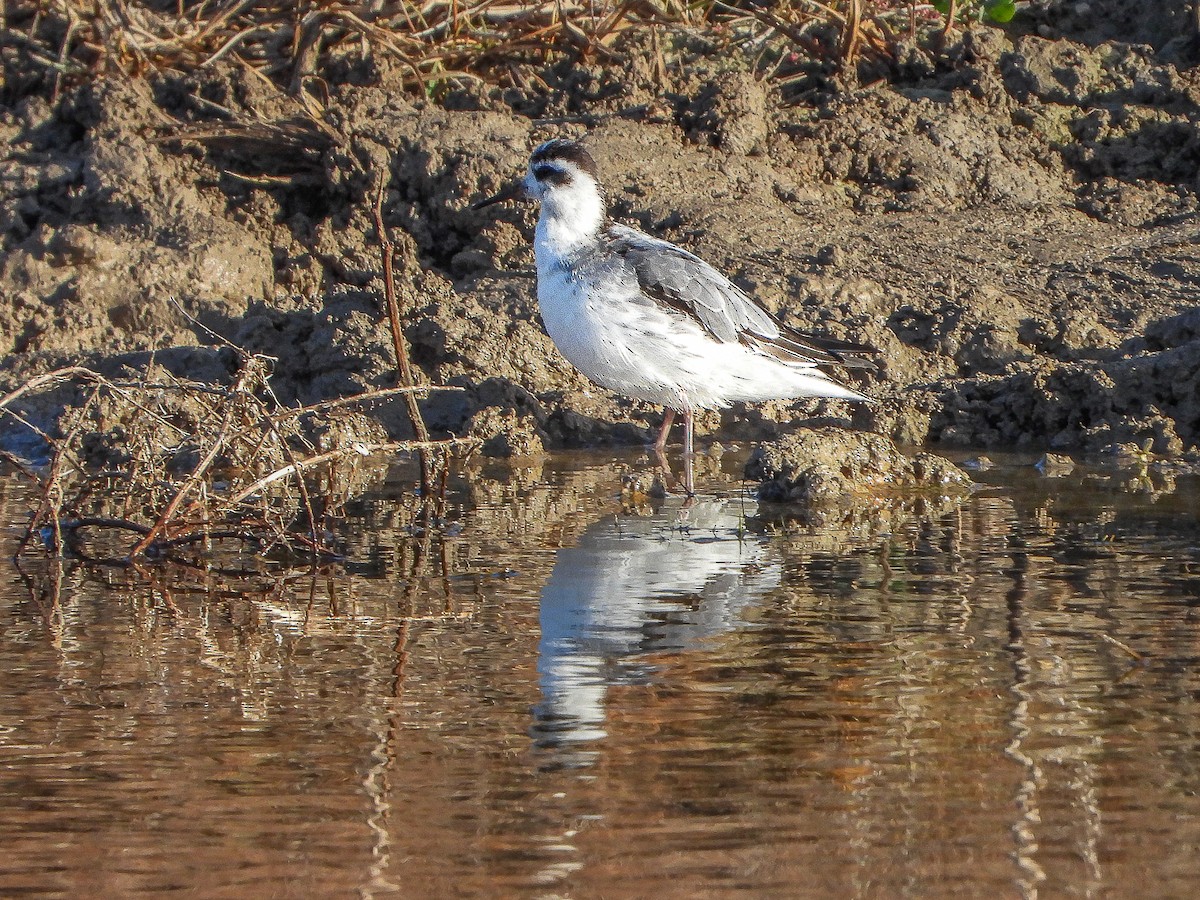 Phalarope à bec large - ML611660793