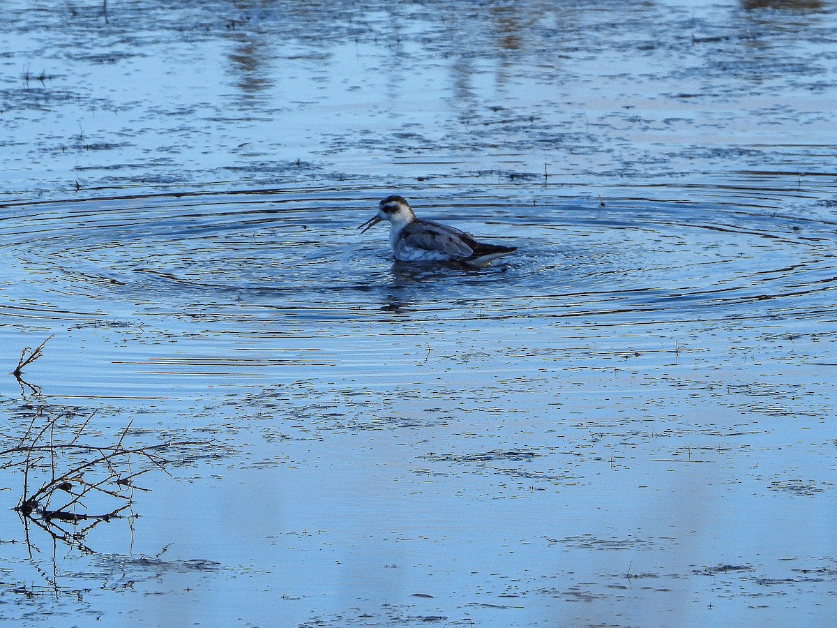 Phalarope à bec large - ML611660796