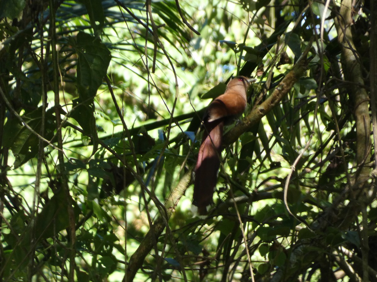 Squirrel Cuckoo - Mike Tuer