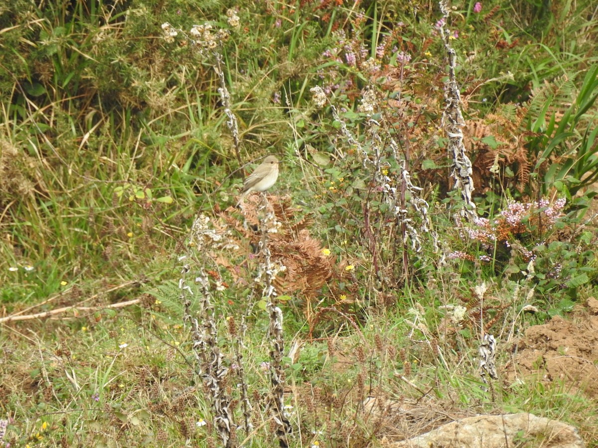 Spotted Flycatcher - ML611660813
