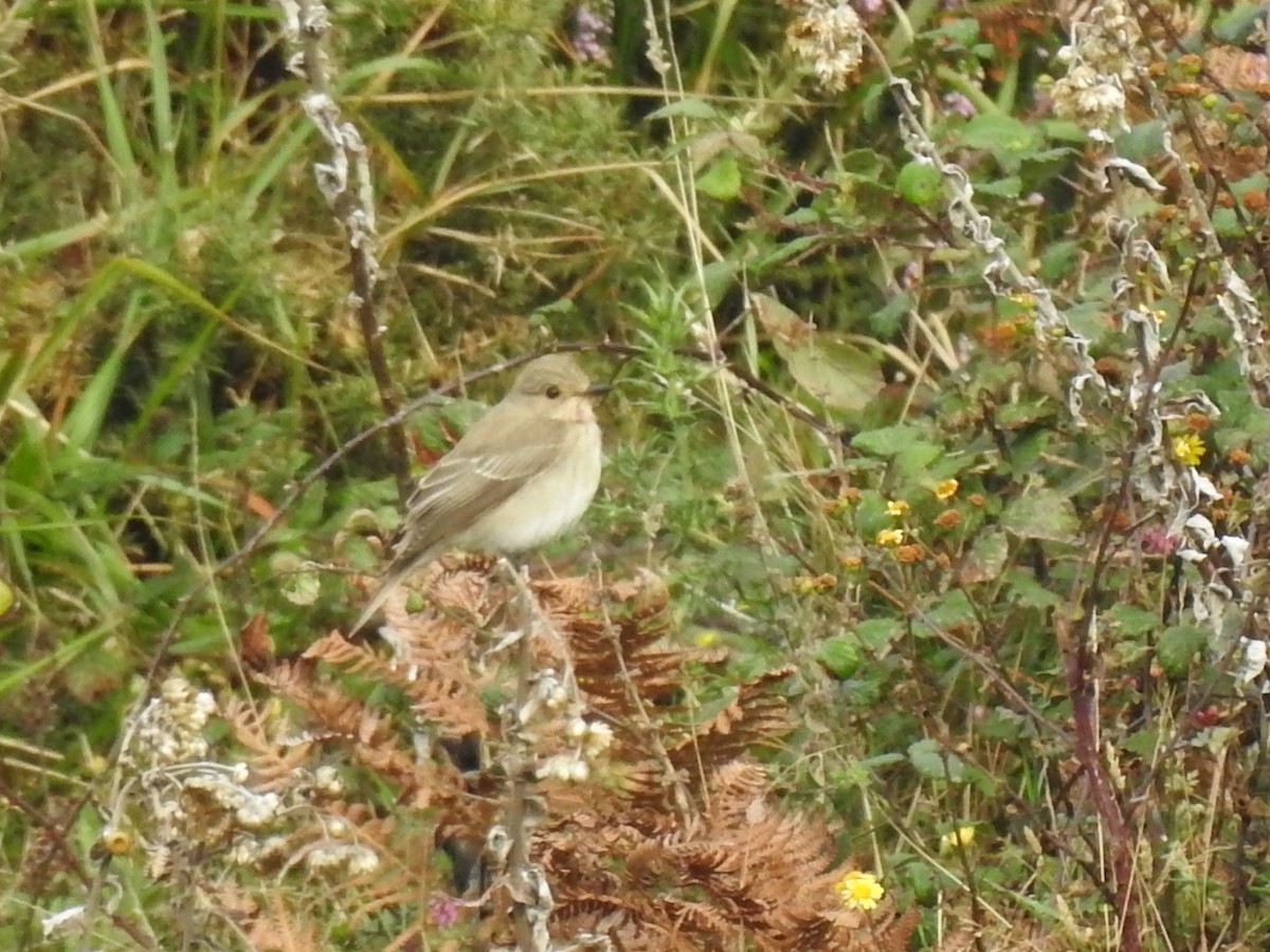Spotted Flycatcher - ML611660814