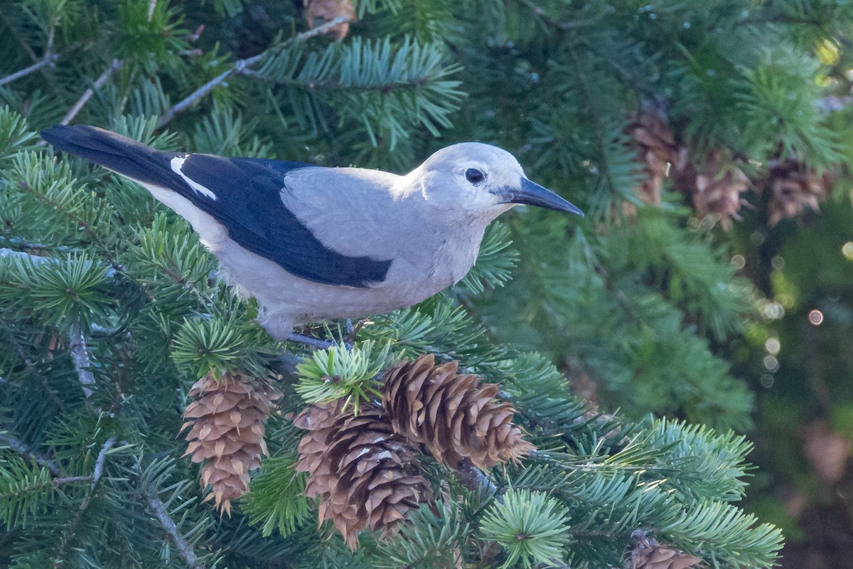 Clark's Nutcracker - ML611660834