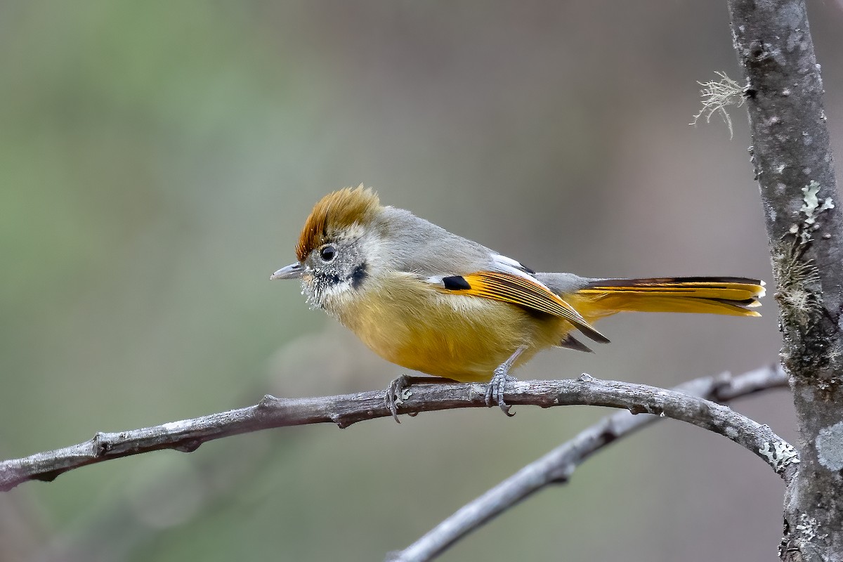 Chestnut-tailed Minla - ML611660843