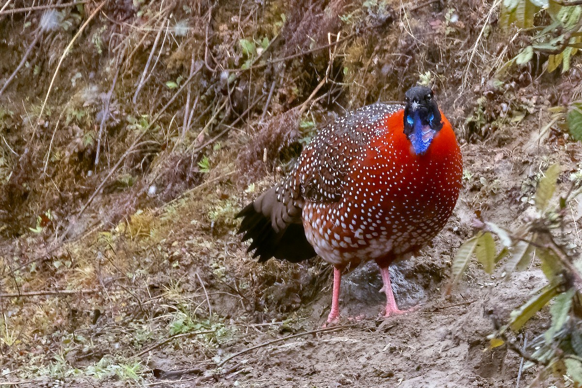 Satyr Tragopan - ML611660860