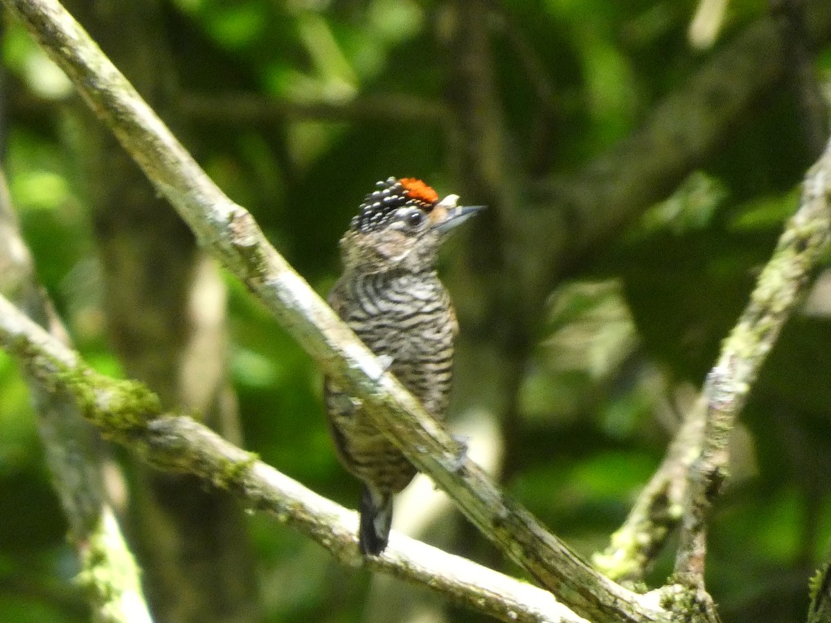 Yellow-eared Woodpecker - ML611660956