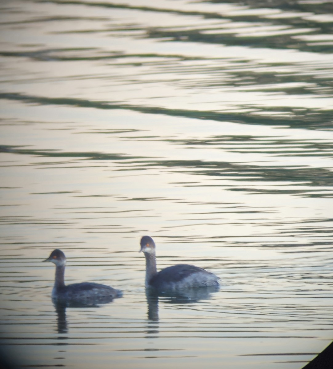 Eared Grebe - ML611660964