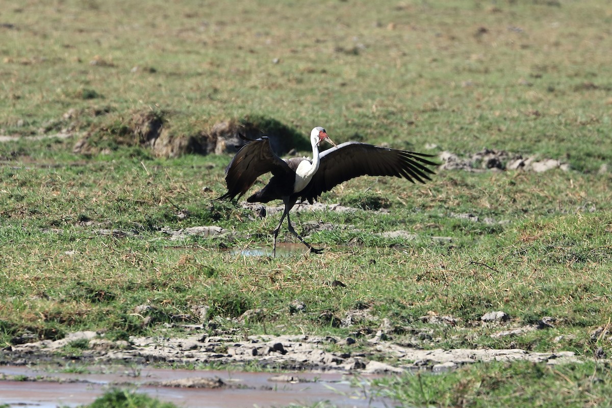 Wattled Crane - Sigrid & Frank Backmund