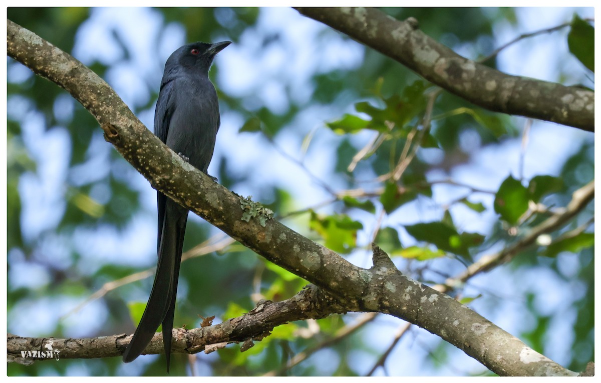 Kül Rengi Drongo - ML611661024