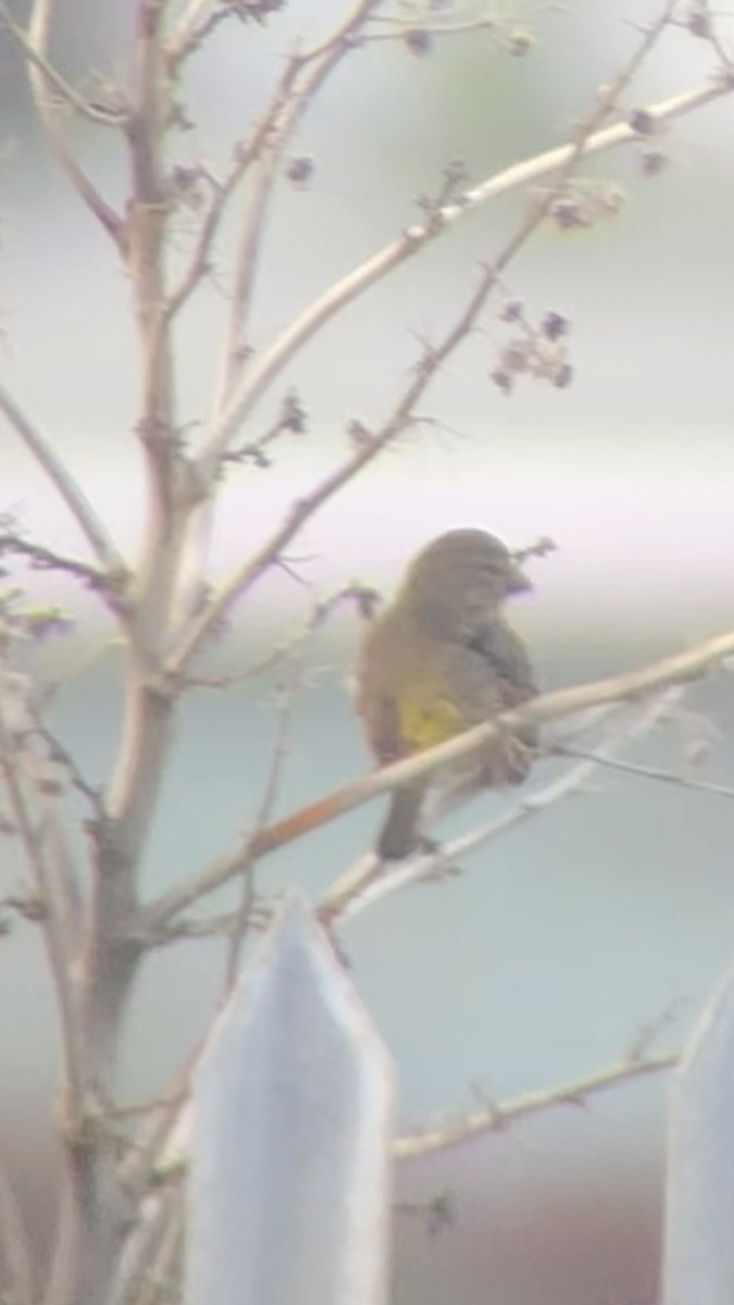 White-throated Canary - ML611661027