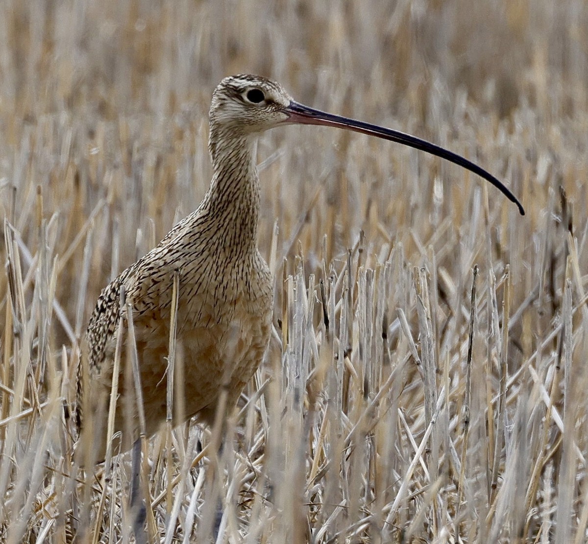 Long-billed Curlew - Dave Benes