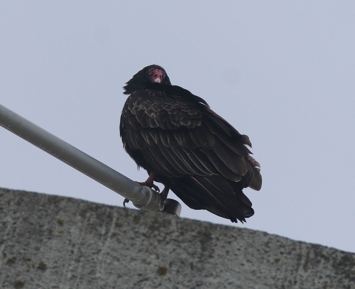 Turkey Vulture - ML611661069