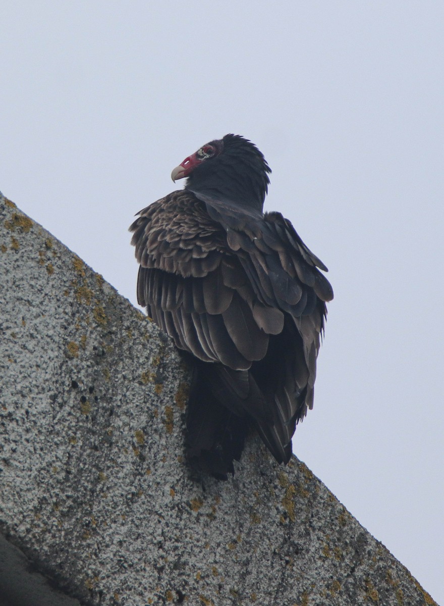 Turkey Vulture - ML611661070