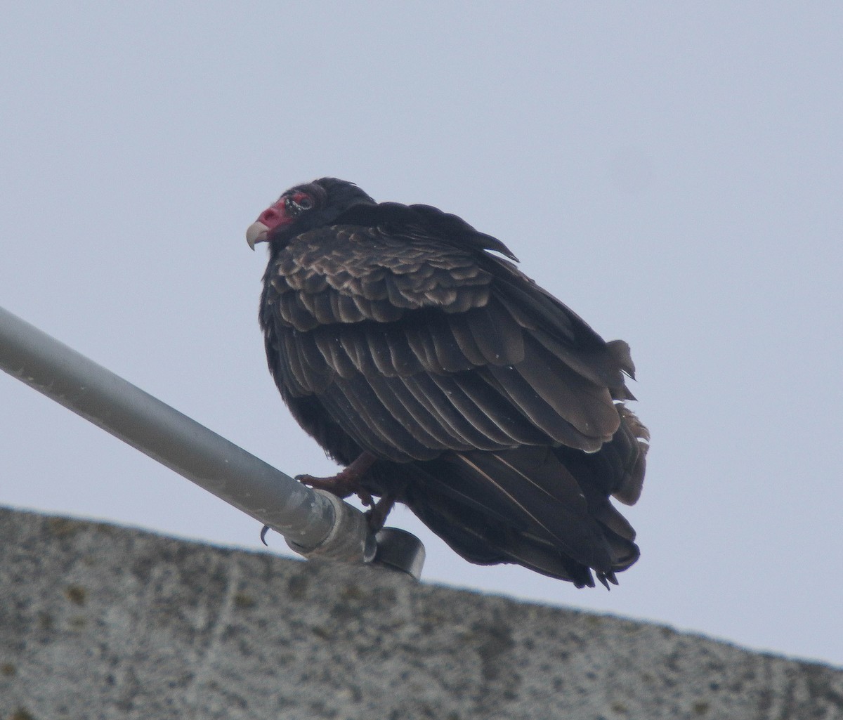 Turkey Vulture - ML611661071