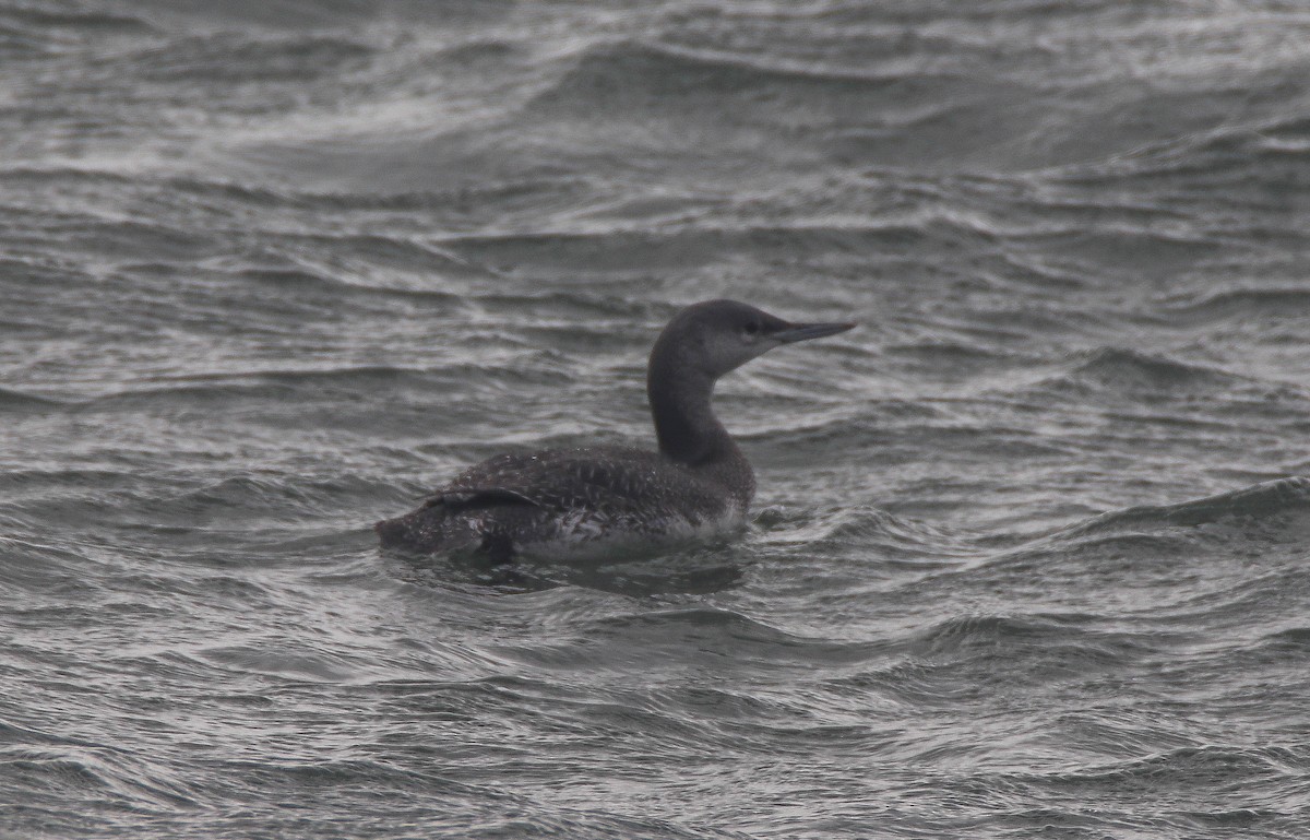 Red-throated Loon - ML611661084