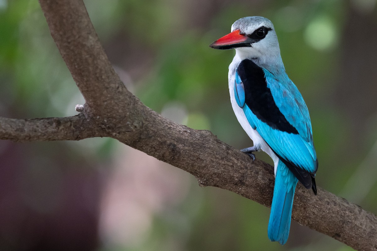 Woodland Kingfisher - Daniel Danckwerts (Rockjumper Birding Tours)