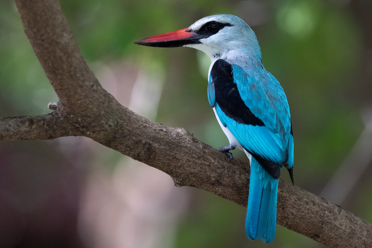 Woodland Kingfisher - Daniel Danckwerts (Rockjumper Birding Tours)