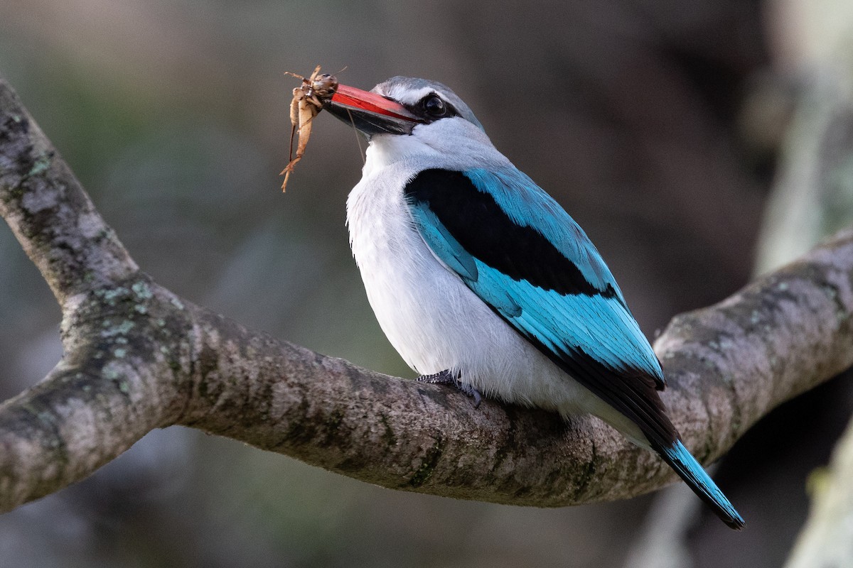 Woodland Kingfisher - Daniel Danckwerts (Rockjumper Birding Tours)