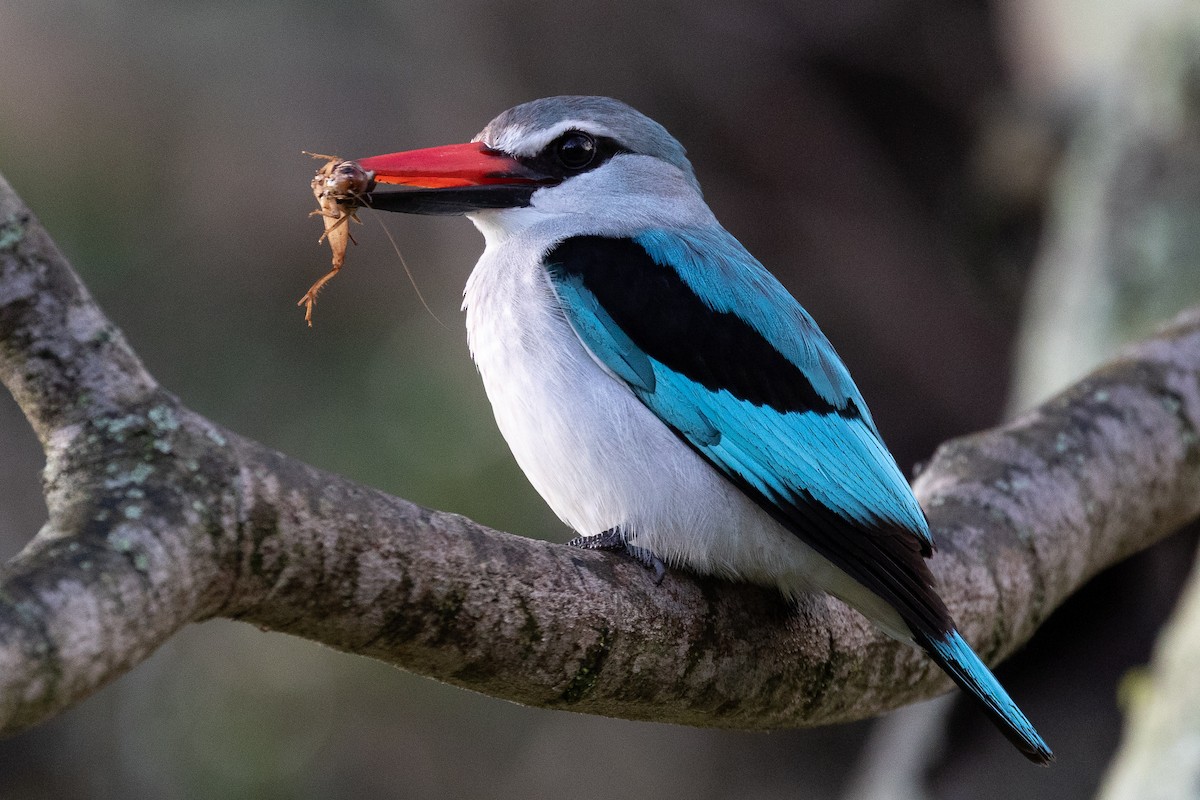 Woodland Kingfisher - Daniel Danckwerts (Rockjumper Birding Tours)