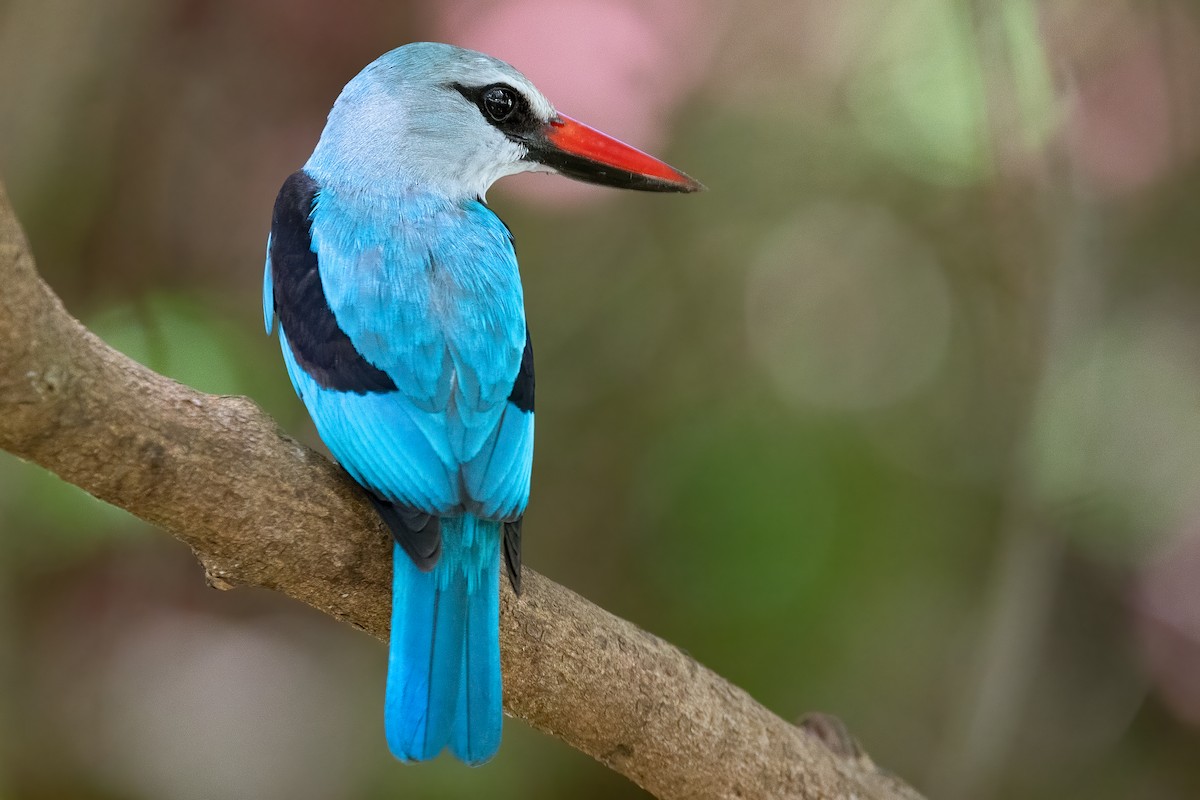 Woodland Kingfisher - Daniel Danckwerts (Rockjumper Birding Tours)