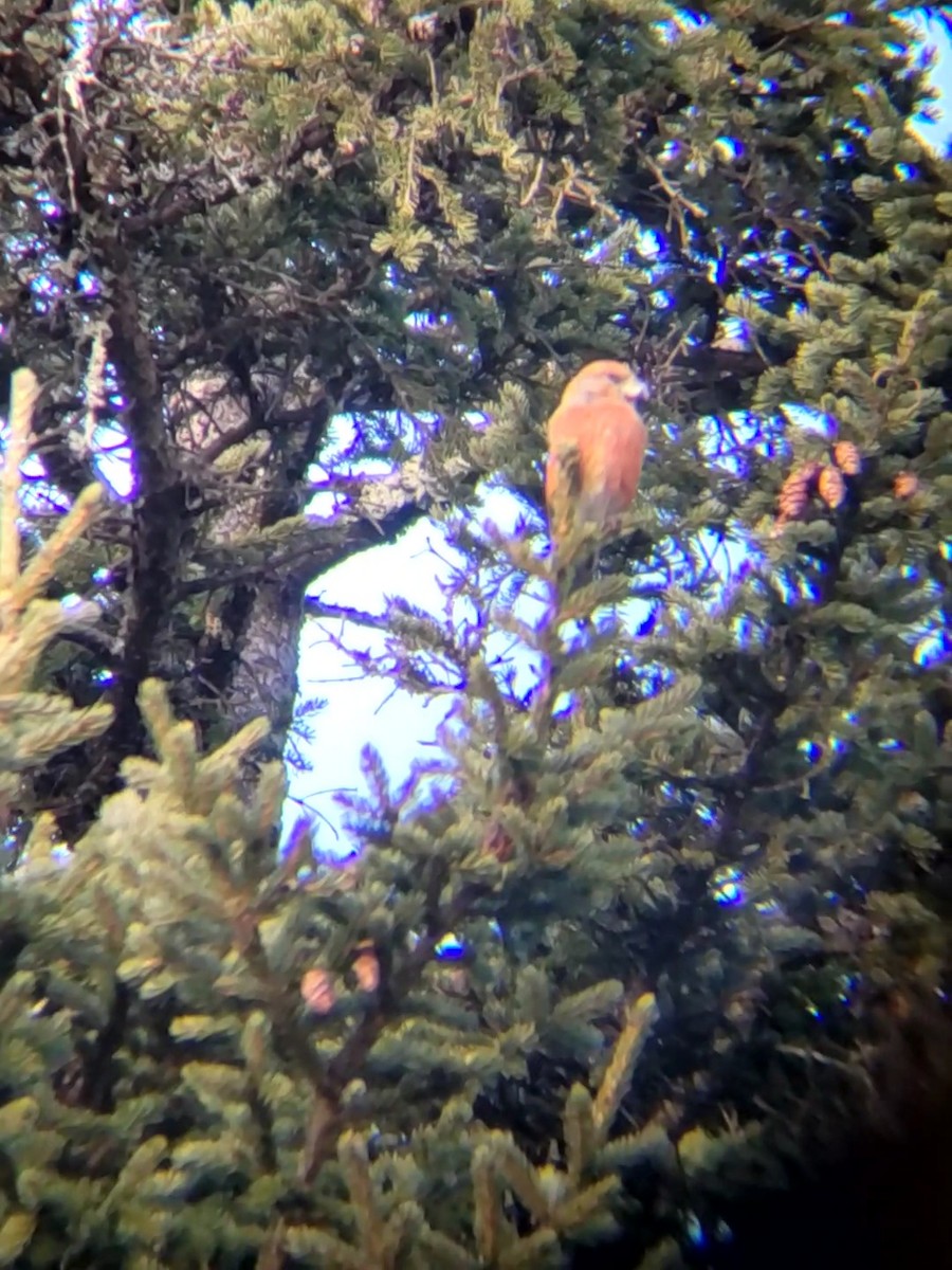 Red Crossbill - ML611661124