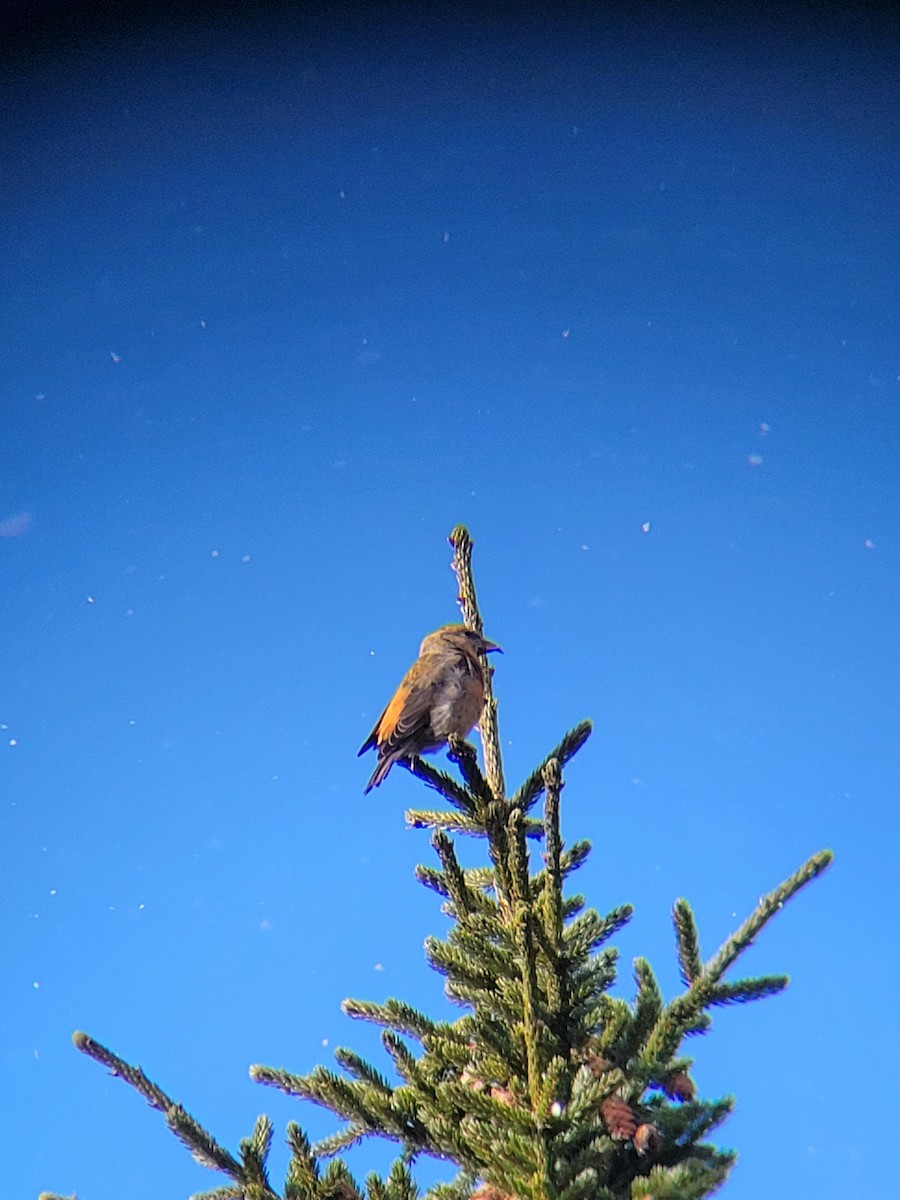 Red Crossbill - ML611661125