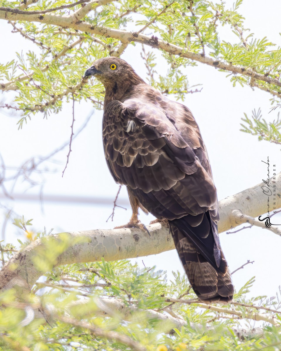 European Honey-buzzard - ML611661156