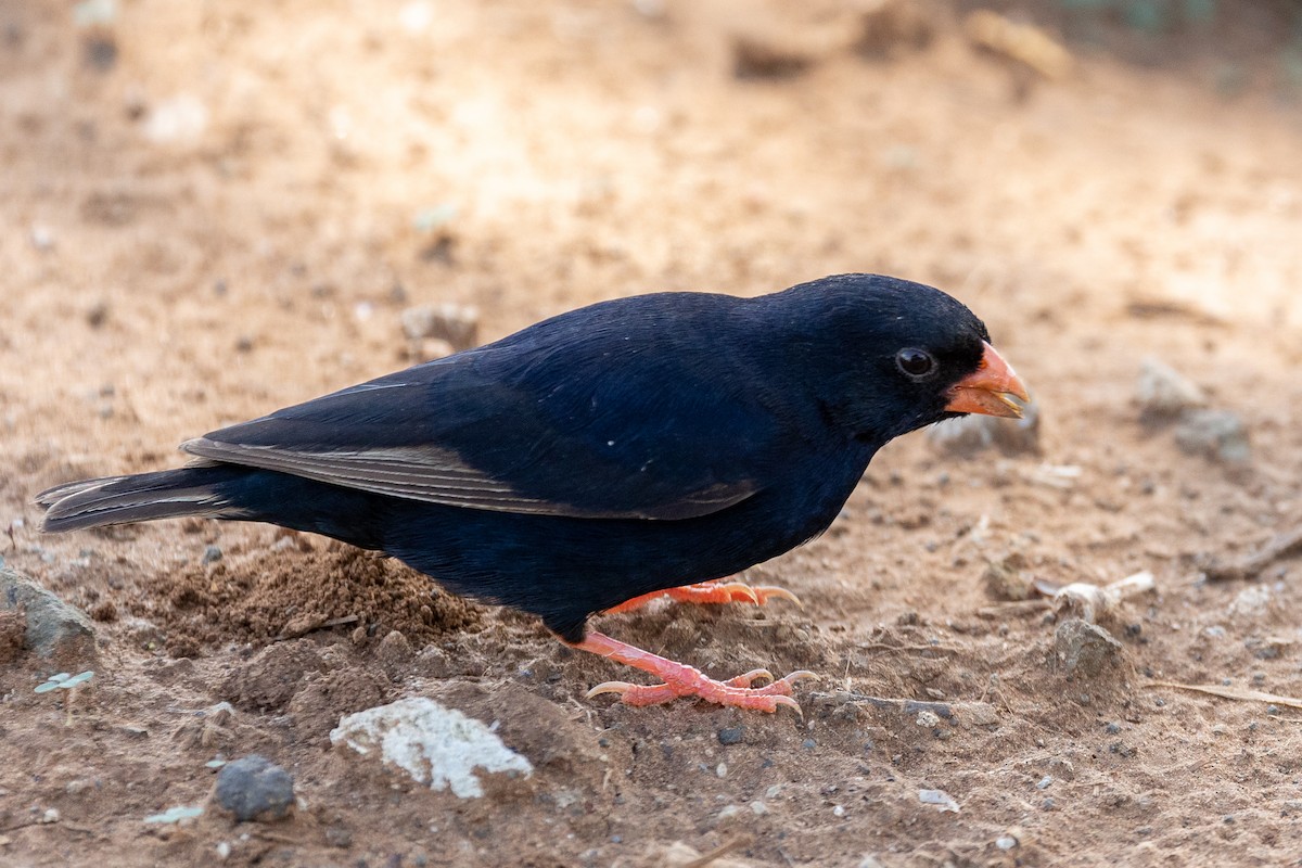 Village Indigobird - Daniel Danckwerts (Rockjumper Birding Tours)