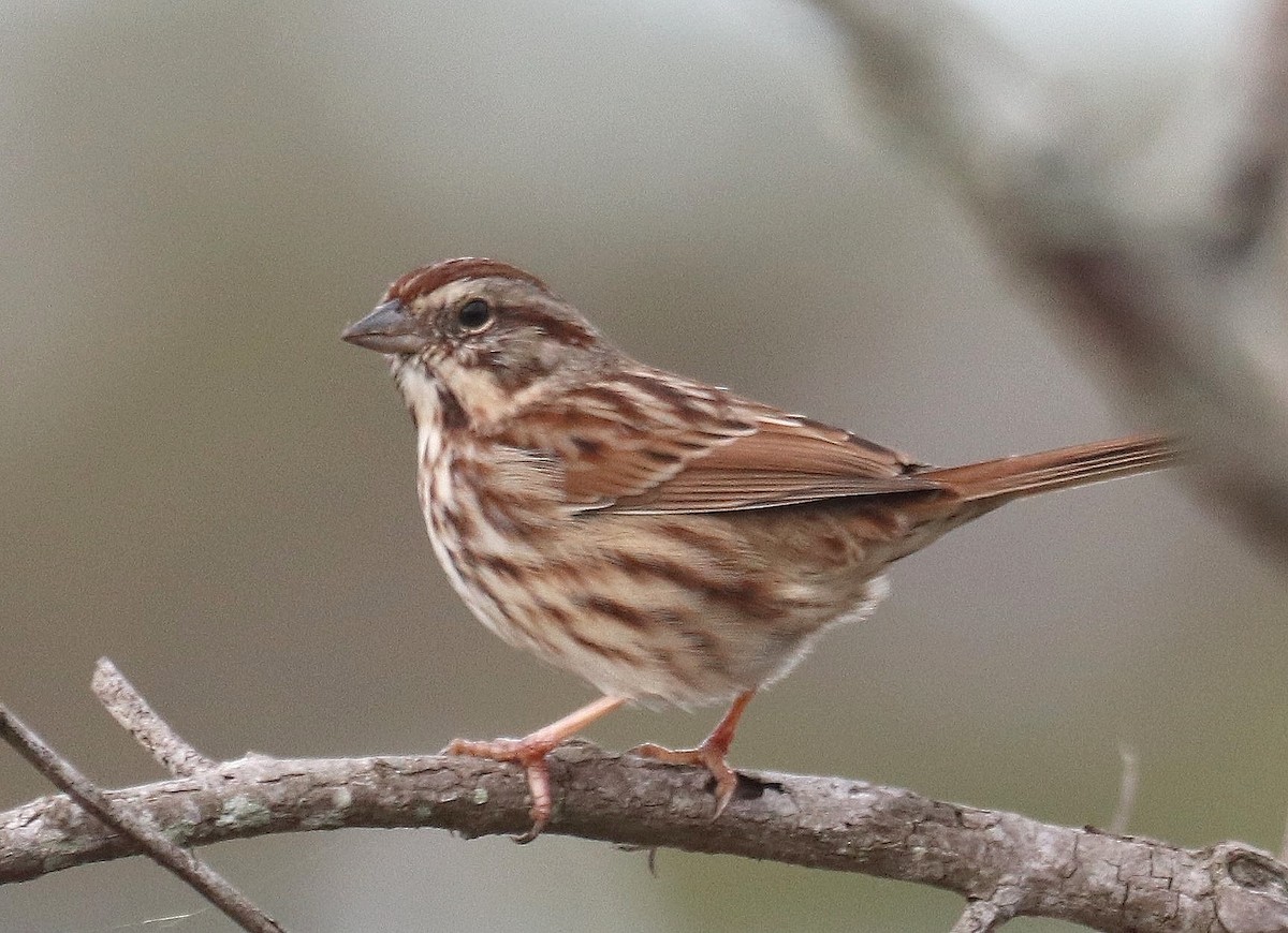 Song Sparrow - Paul Hueber
